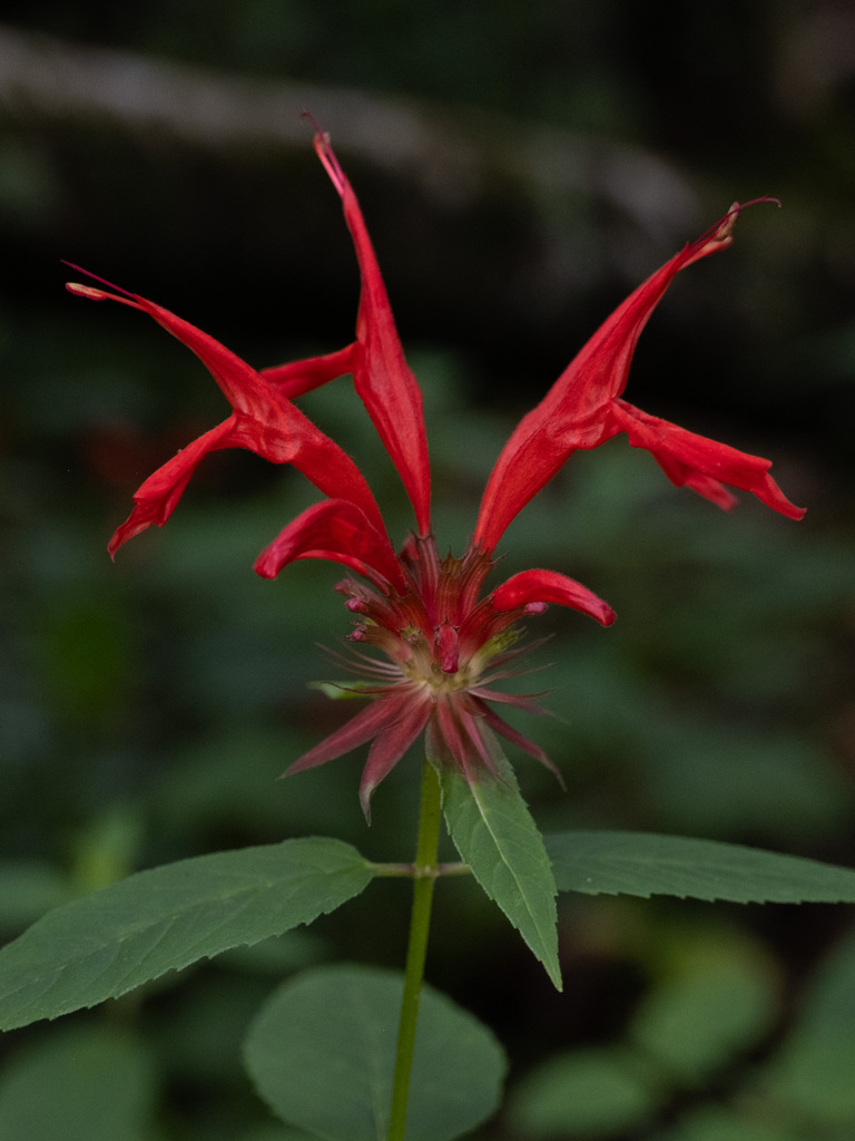 Monarda sp. (Bee balm), native California perennial