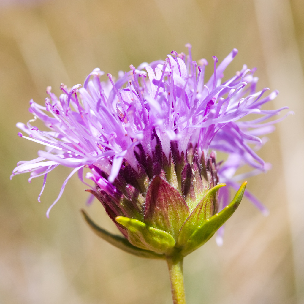 Monardella australis ssp. gabrielensis (San Gabriel Mountains monardella), California species