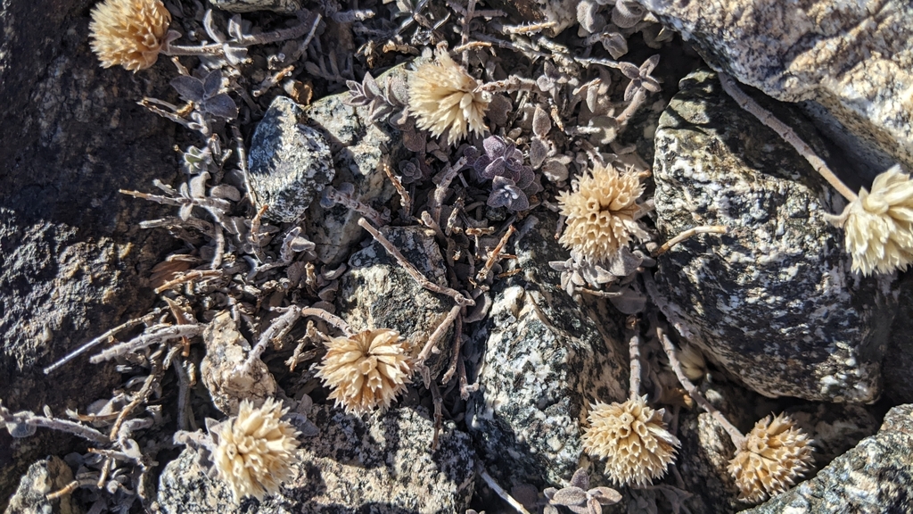 Monardella australis — parent species of Monardella australis subsp. cinerea