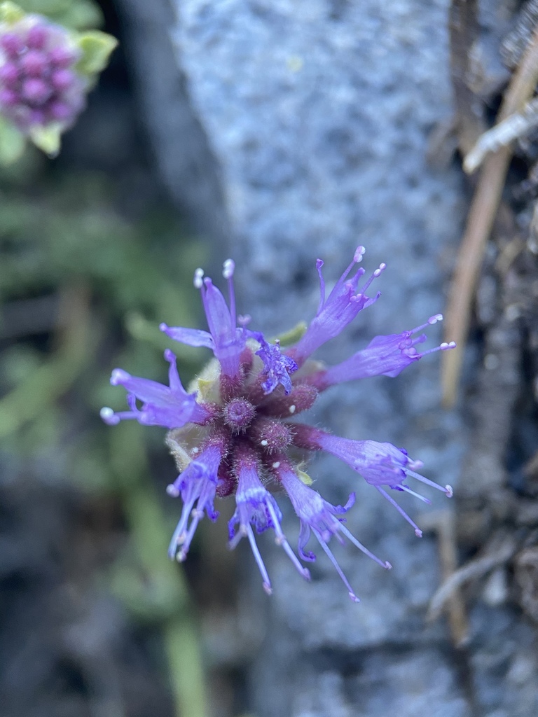 Monardella beneolens (Sweet-smelling monardella), native California subshrub