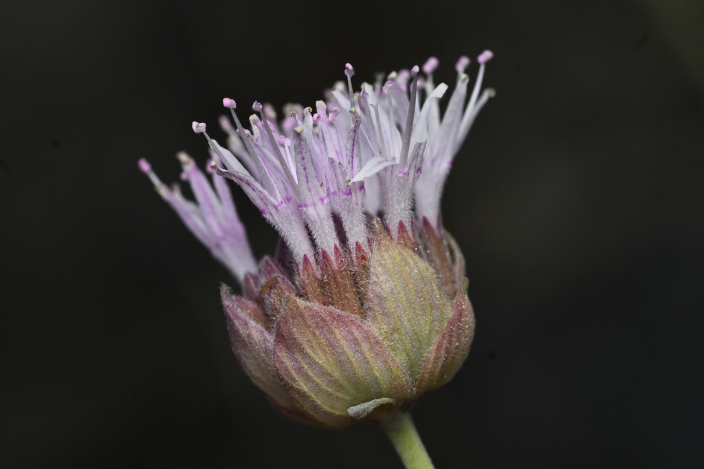 Monardella boydii (Boyd's monardella), native California shrub