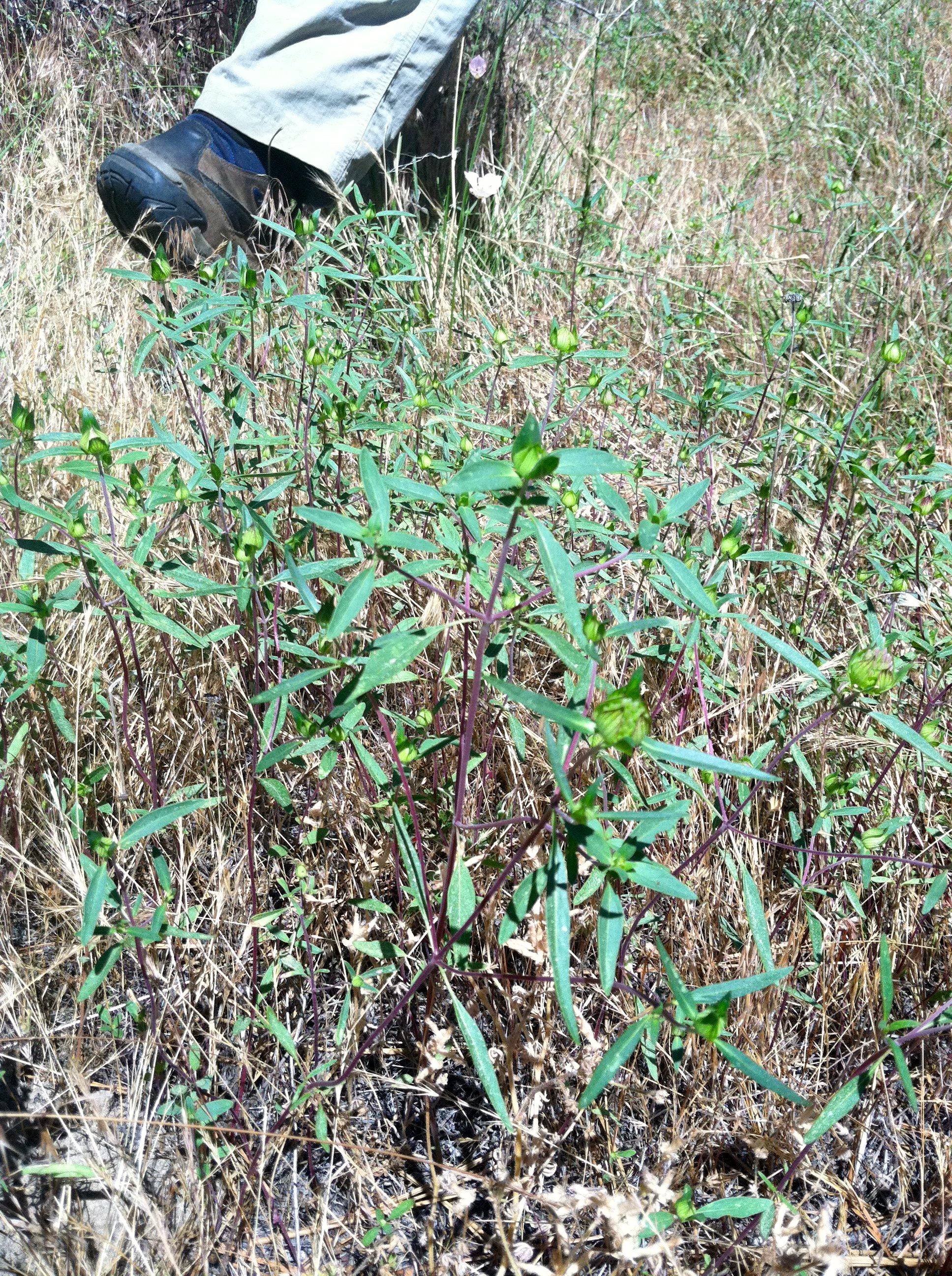 Monardella breweri subsp. breweri, native California annual