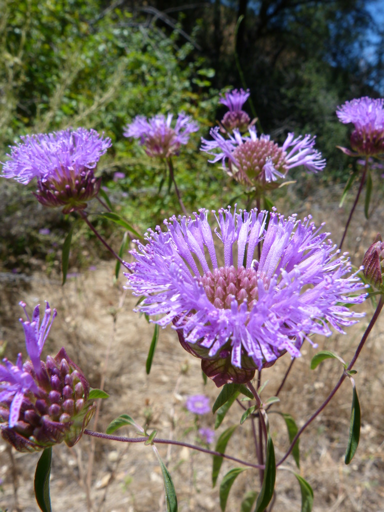 Monardella breweri subsp. microcephala (small-headed monardella), native California herb