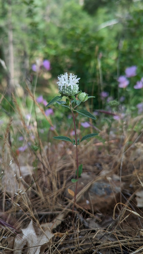 Monardella candicans (Sierra monardella), native California herb