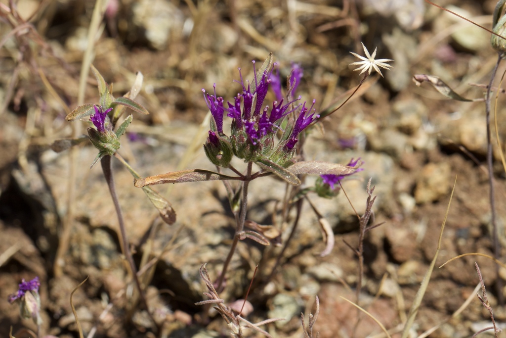 Monardella douglasii (Douglas' monardella), native California herb
