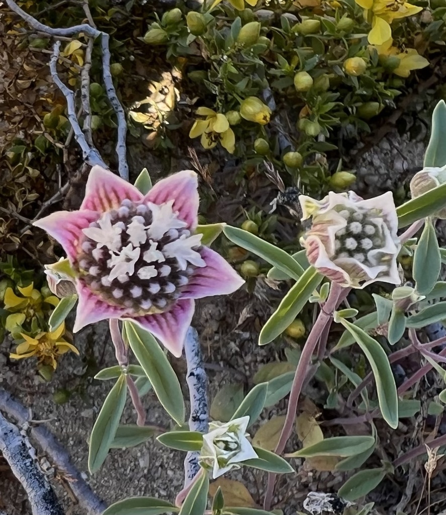 Monardella exilis (Desert monardella), native California subshrub