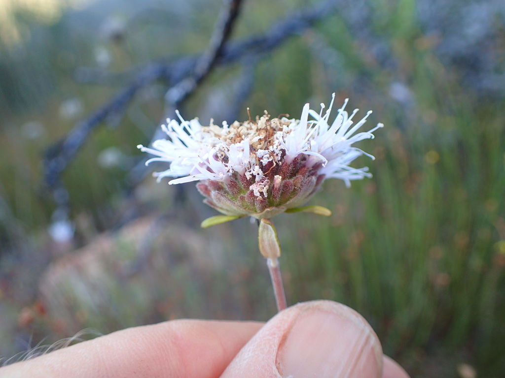 Monardella hypoleuca subsp. intermedia (intermediate monardella), native California shrub
