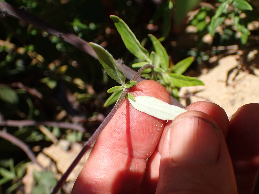 Monardella hypoleuca subsp. lanata (Felt-leaved monardella), native California subshrub