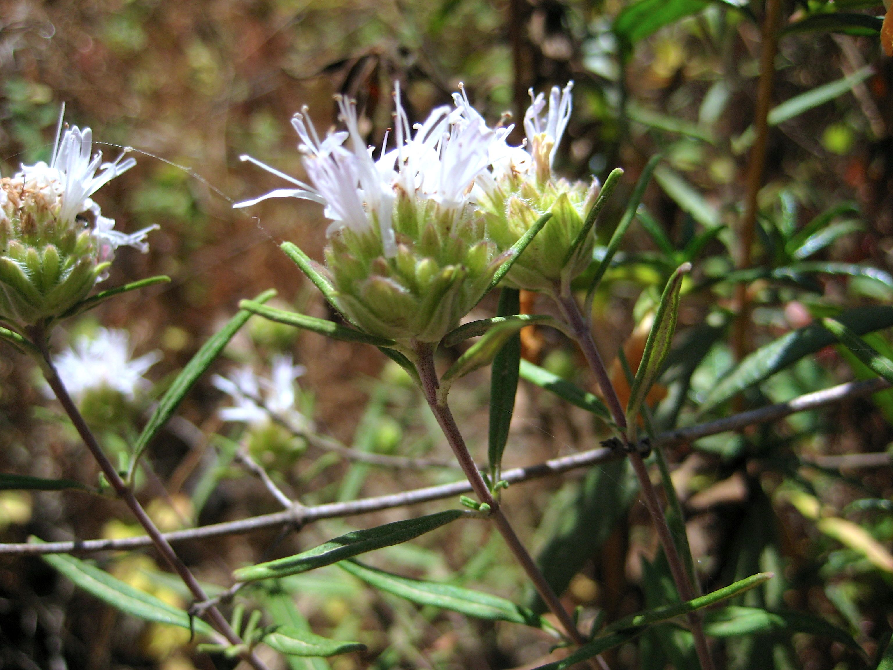 Monardella hypoleuca (Thickleaf monardella), native California subshrub