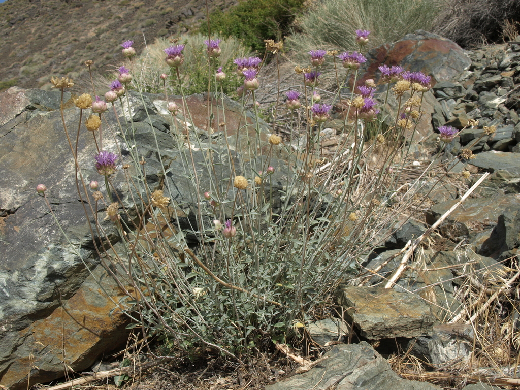 Monardella linoides subsp. linoides, native California subshrub