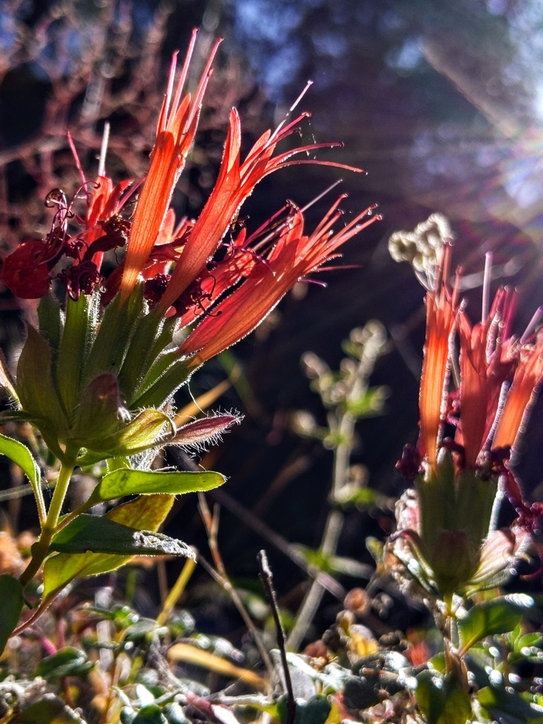Monardella macrantha (Hummingbird monardella), native California subshrub