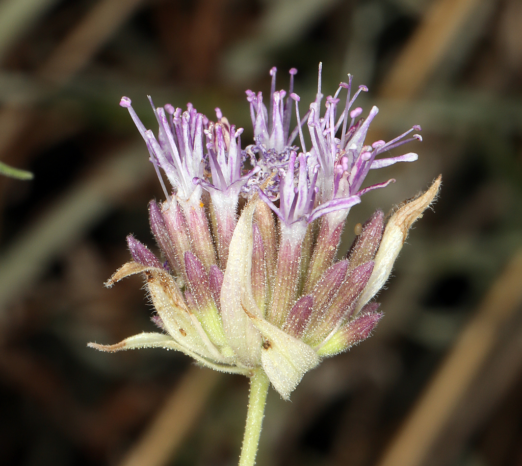 Monardella mojavensis (Granite Mountains monardella), native California shrub