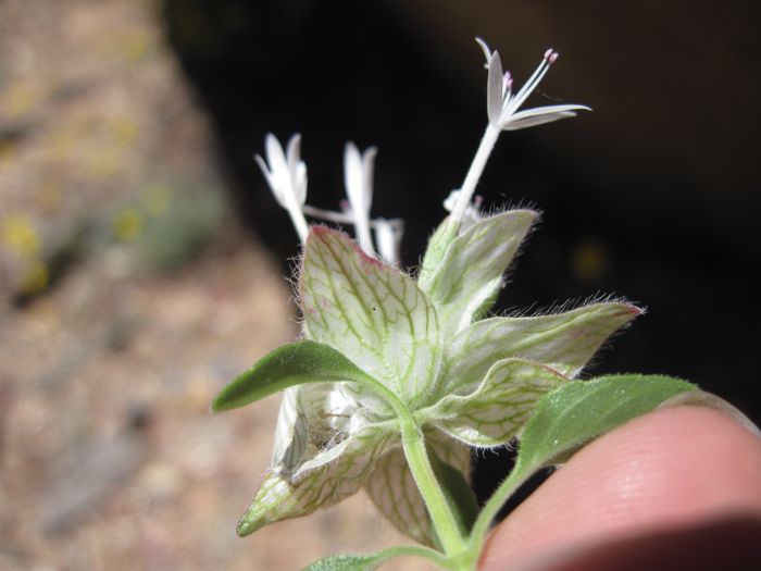 Monardella nana (Little monardella), native California subshrub