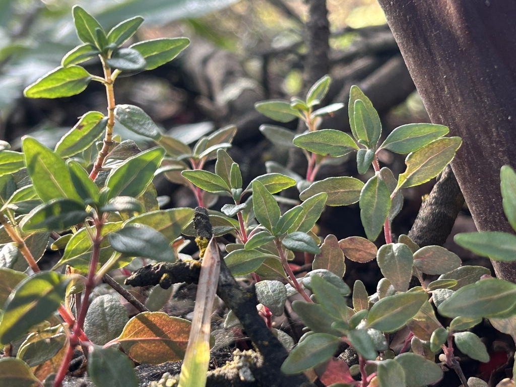 Monardella palmeri (Palmer's monardella), native California subshrub