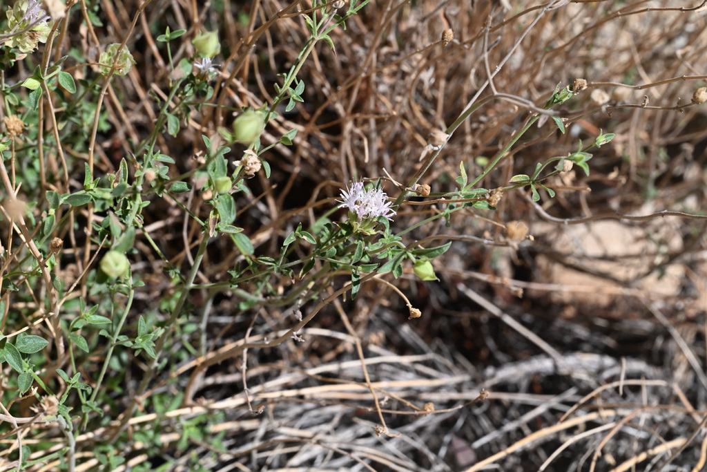 Monardella robisonii (Robison's monardella), native California subshrub