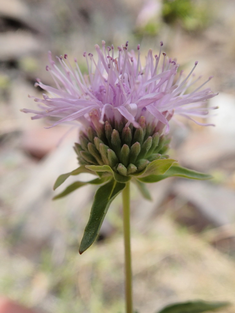 Monardella sheltonii (Coyote mint), native California subshrub