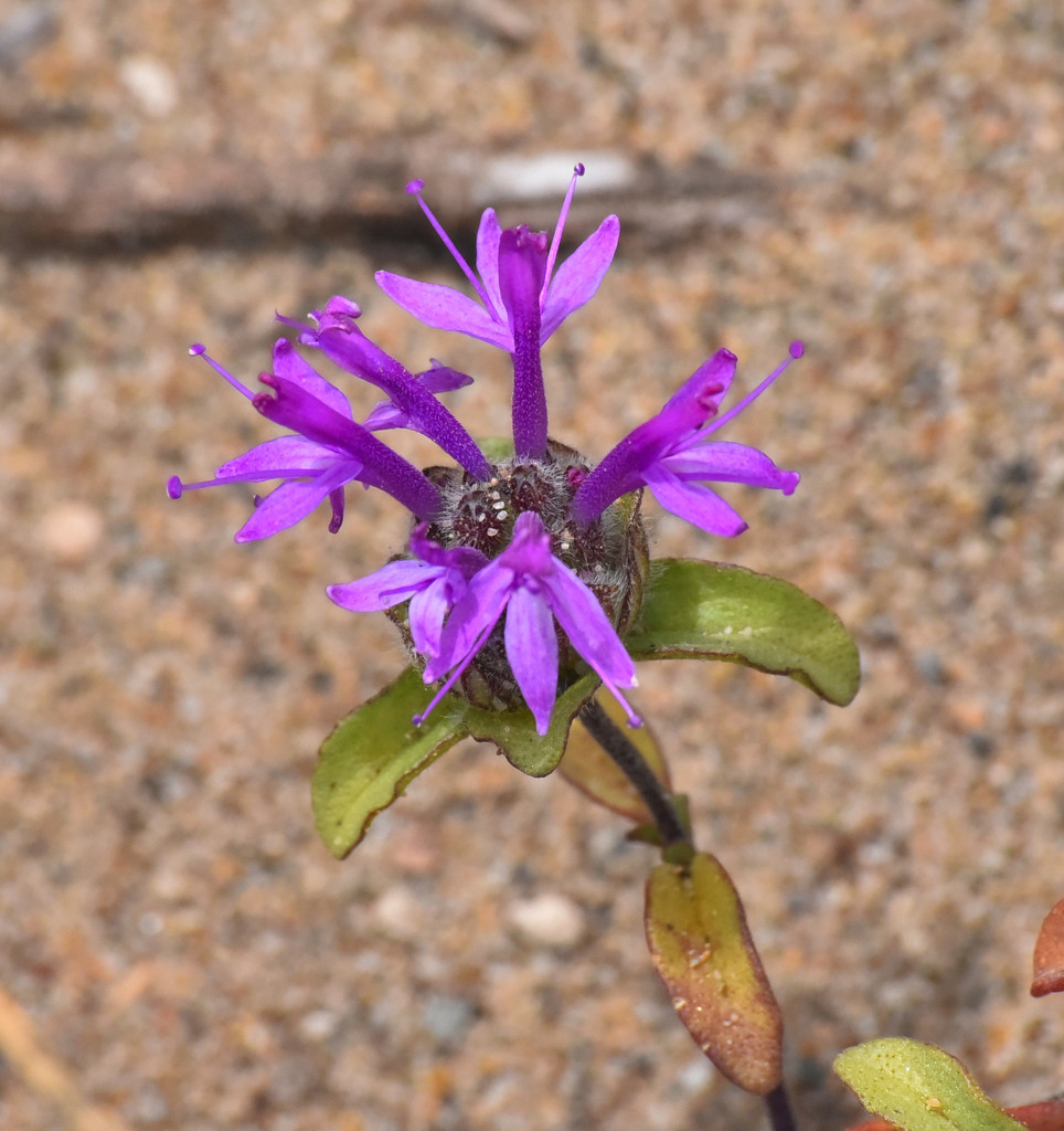 Monardella sinuata subsp. nigrescens (northern curly- leaved monardella), native California annual