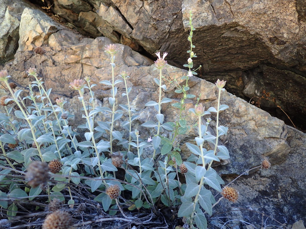 Monardella stebbinsii (Stebbins' monardella), native California subshrub