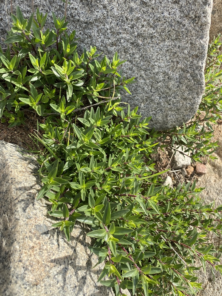 Monardella stoneana (Jennifer's monardella), native California shrub
