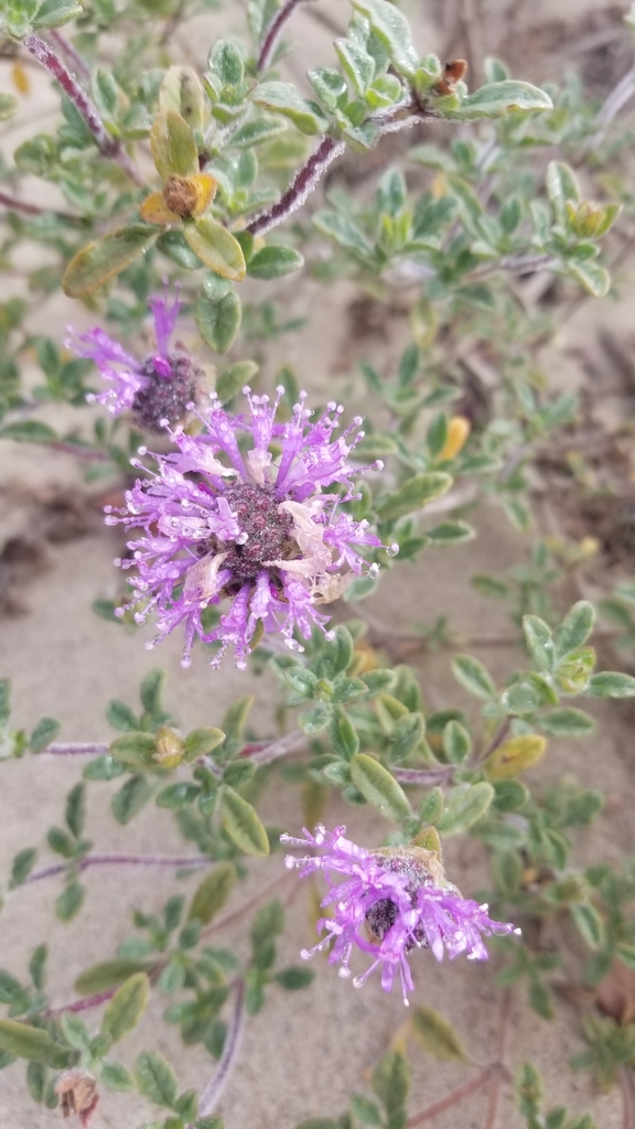 Monardella undulata — parent species of Monardella undulata subsp. arguelloensis