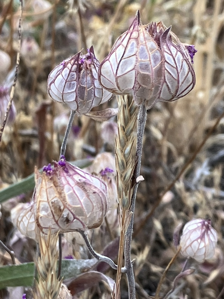 Monardella venosa (Veiny monardella), native California annual