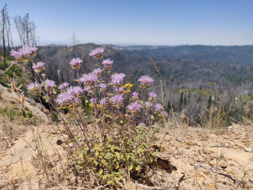 Monardella villosa subsp. villosa, native California subshrub