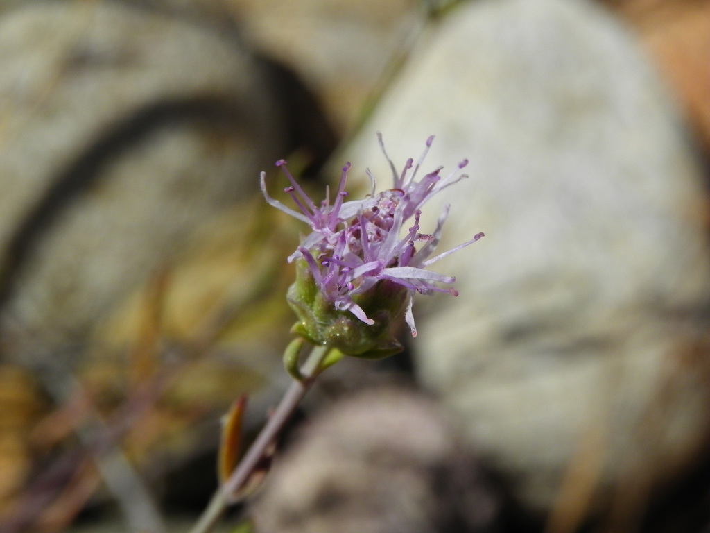 Monardella viminea (Willowy monardella), native California shrub