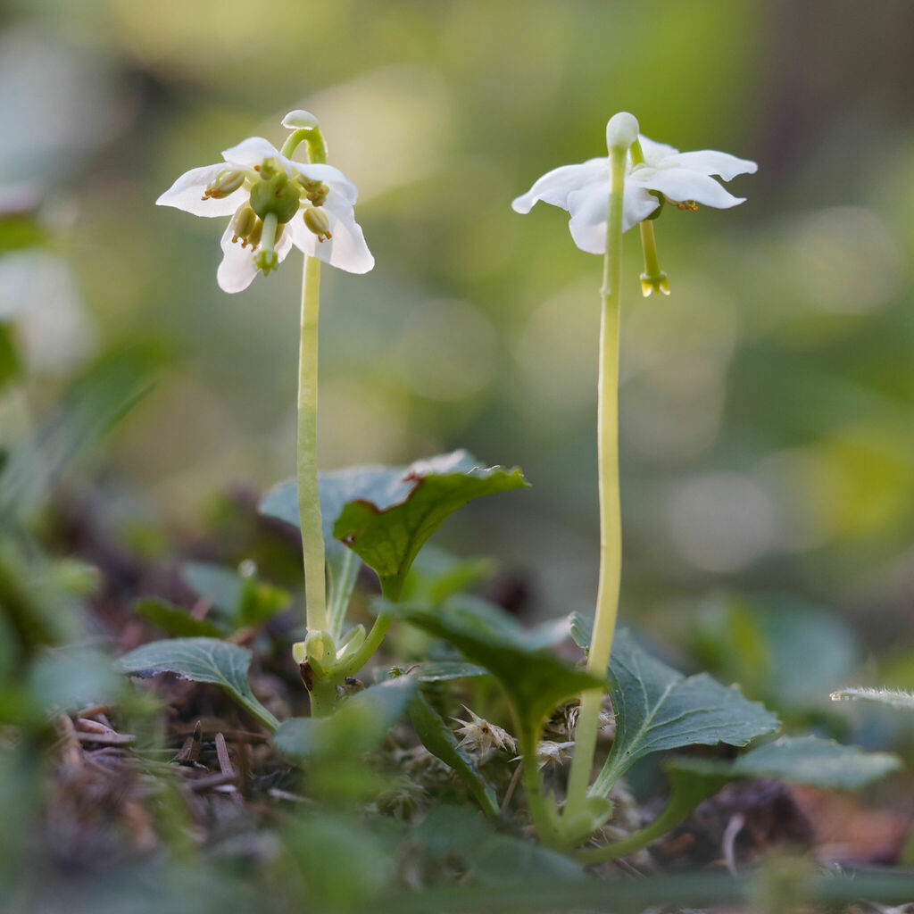 Moneses uniflora (Woodnymph), native California herb