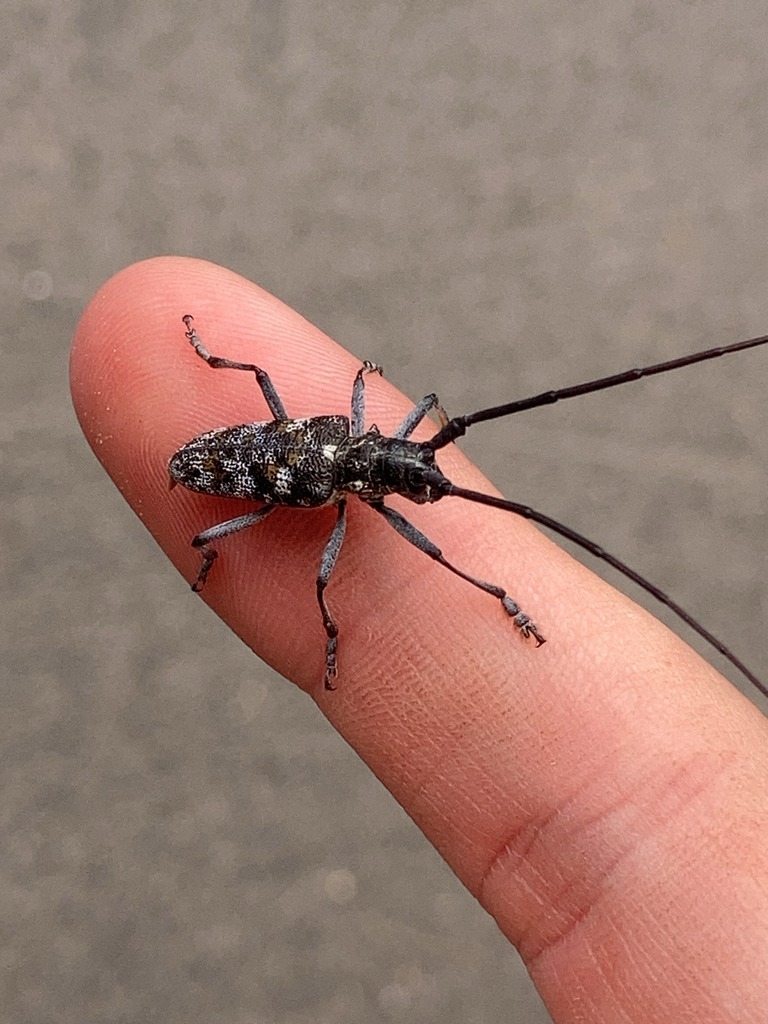Monochamus clamator (Spotted Pine Sawyer), California species