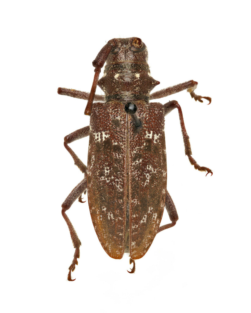 Monochamus obtusus, California species