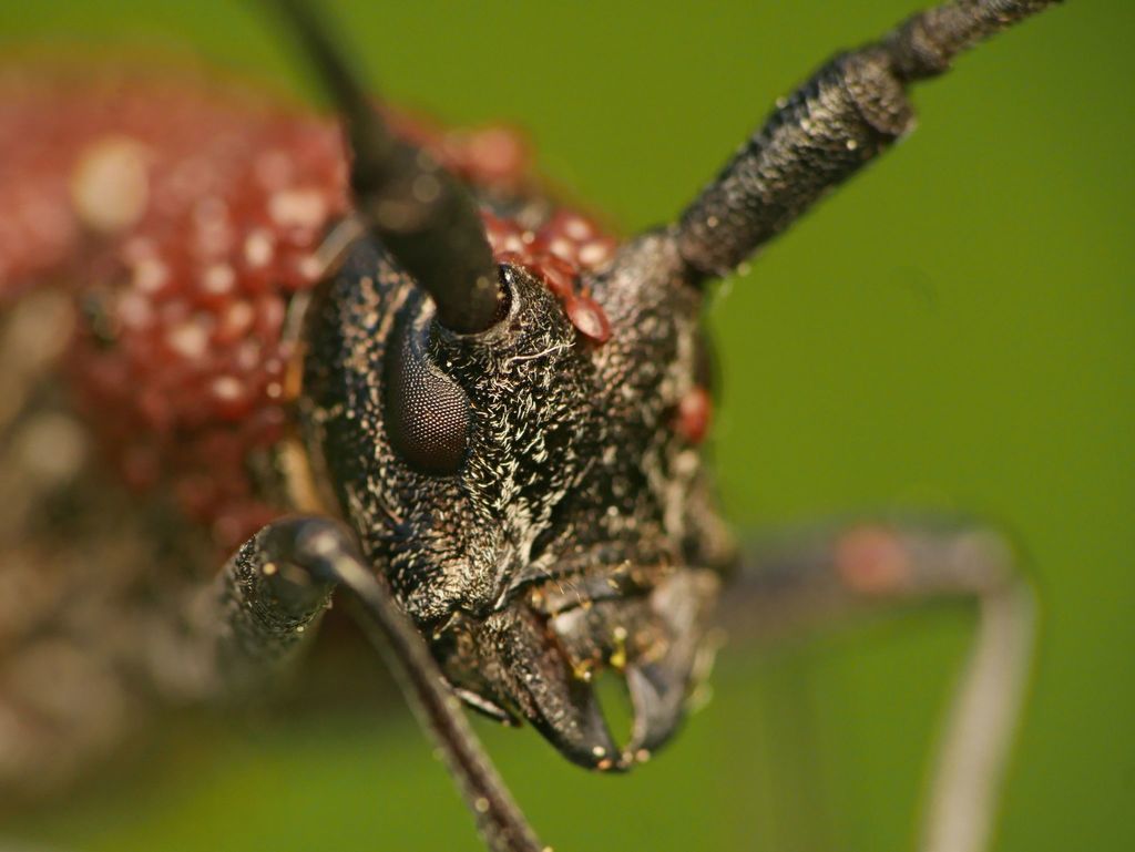 Monochamus scutellatus (White-spotted Sawyer), California species