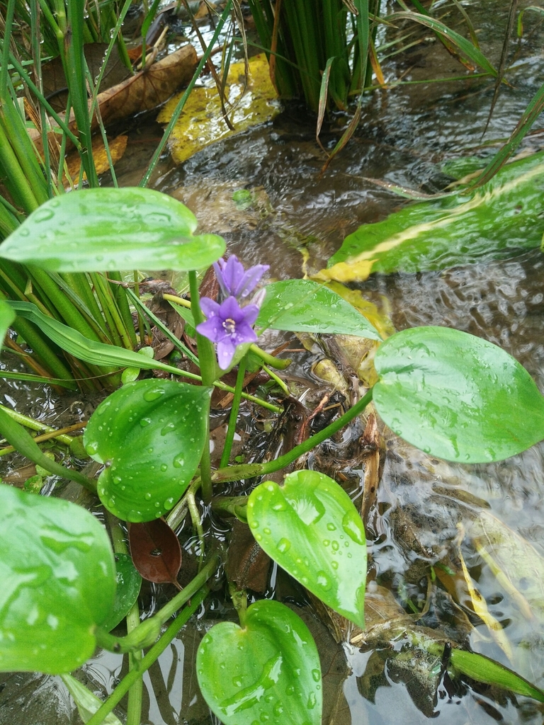 Monochoria vaginalis (Heart shape false pickerelweed), non-native California herb
