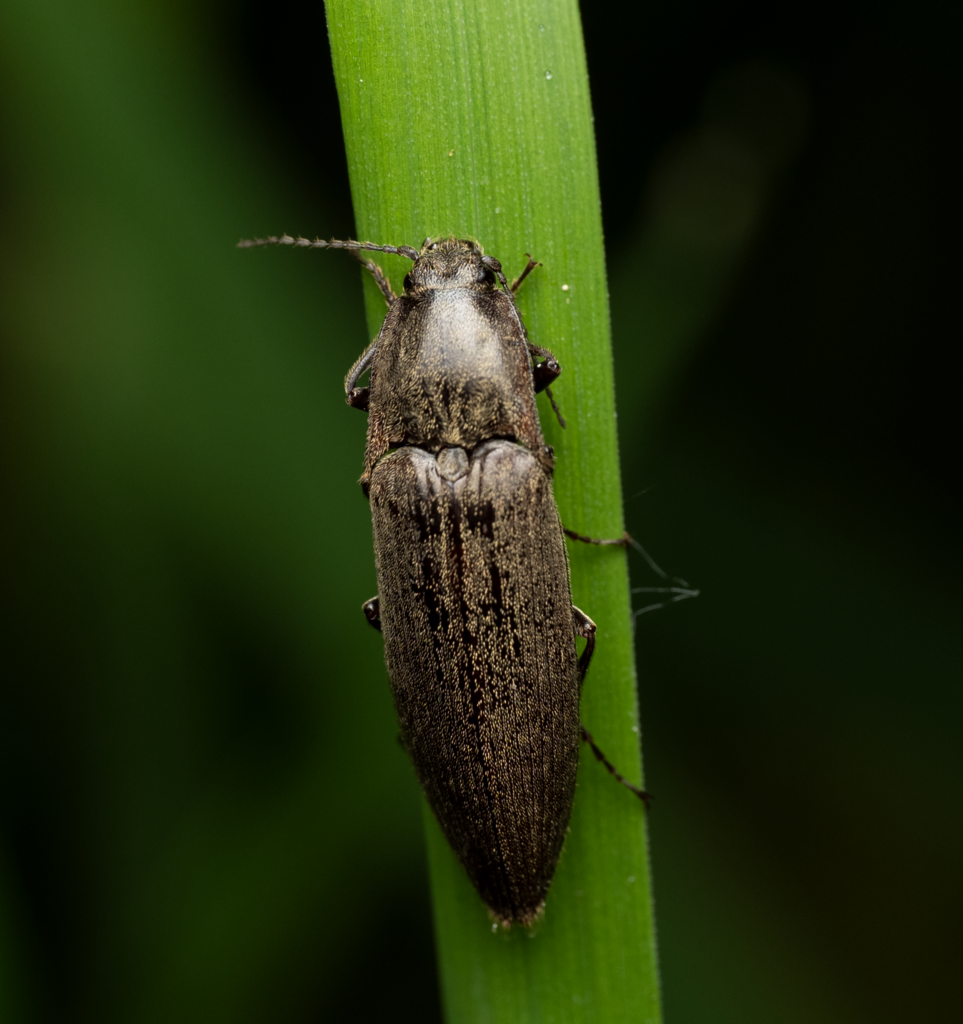 Monocrepidius exsul (Pasture Wireworm), California species