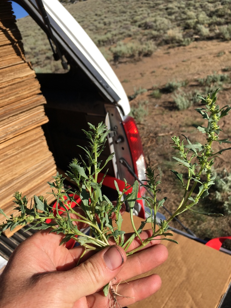 Blitum nuttallianum (Nuttall's poverty weed), native California herb