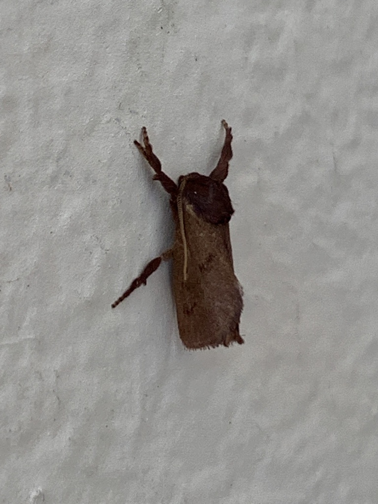 Monoleuca occidentalis, California species