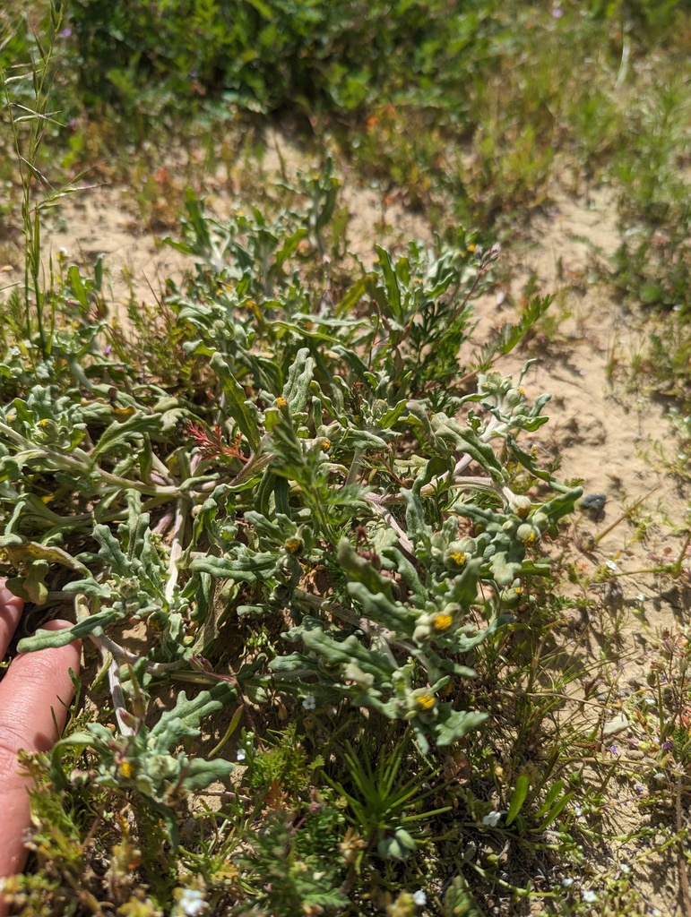 Monolopia congdonii (San joaquin woollythreads), native California herb