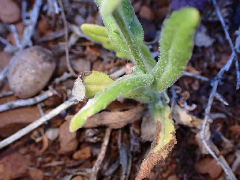 Monolopia gracilens (Woodland woollythreads), native California herb