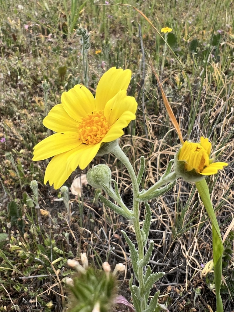 Monolopia lanceolata (Common hillside daisy), native California herb