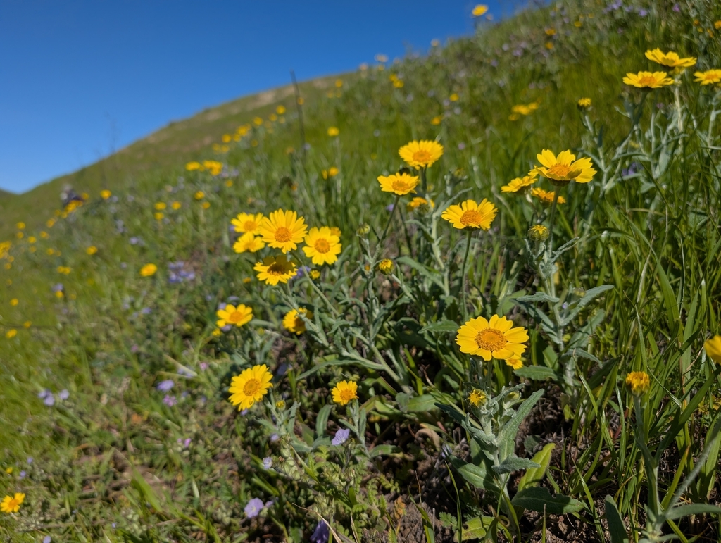 Monolopia major (Cupped monolopia), native California herb