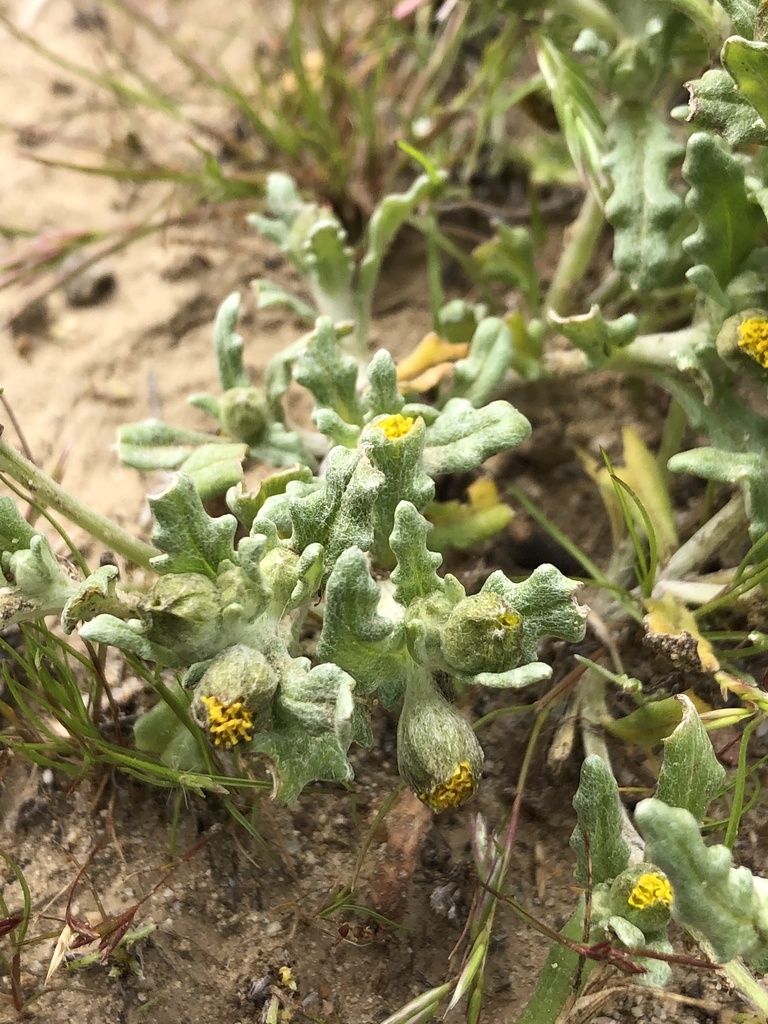 Monolopia sp. (Hillside daisy), native California annual