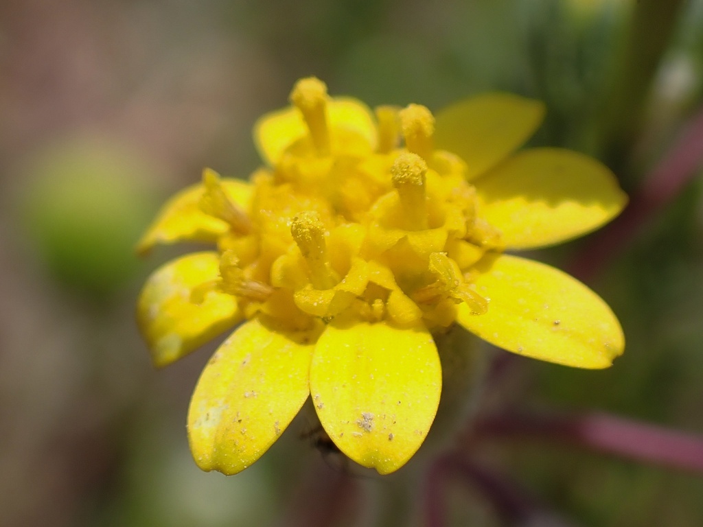 Monolopia stricta (Crum's monolopia), native California herb