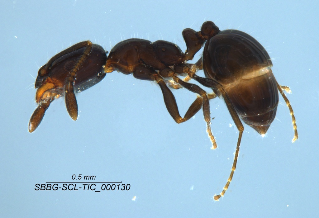 Monomorium ergatogyna (Ergatogyne Trailing Ant), California species
