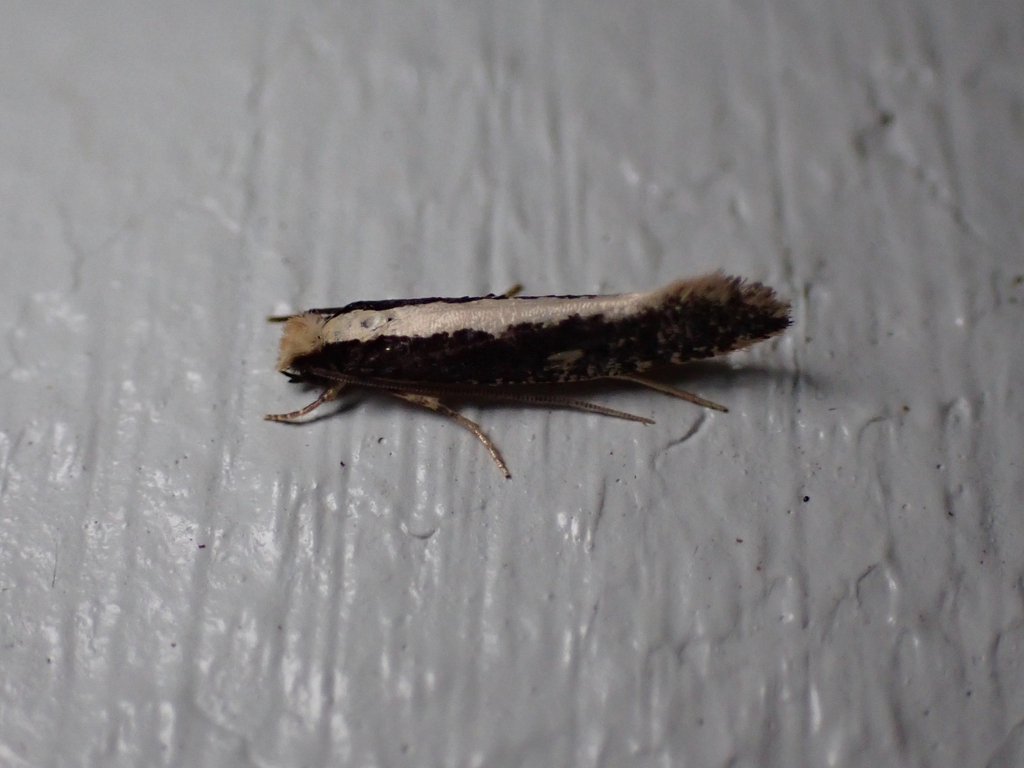 Monopis crocicapitella (Bird Nest Moth), California species