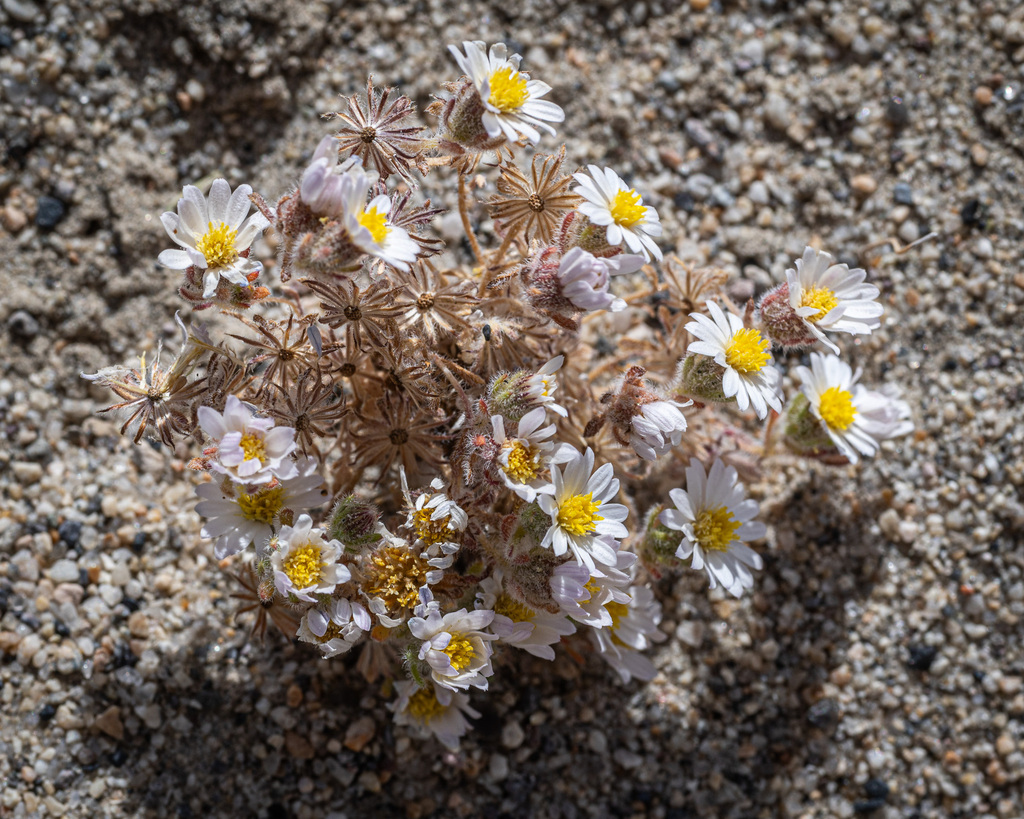 Monoptilon bellidiforme (Small desert star), native California herb