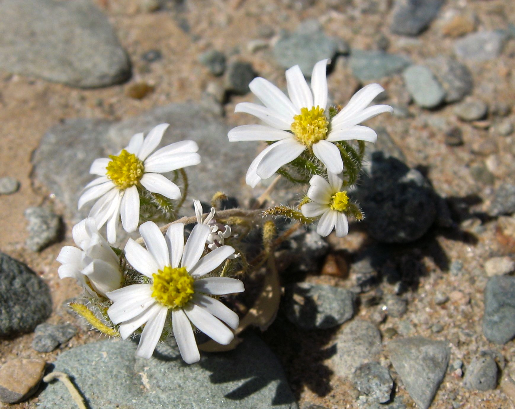 Monoptilon bellioides (Desert star), native California herb