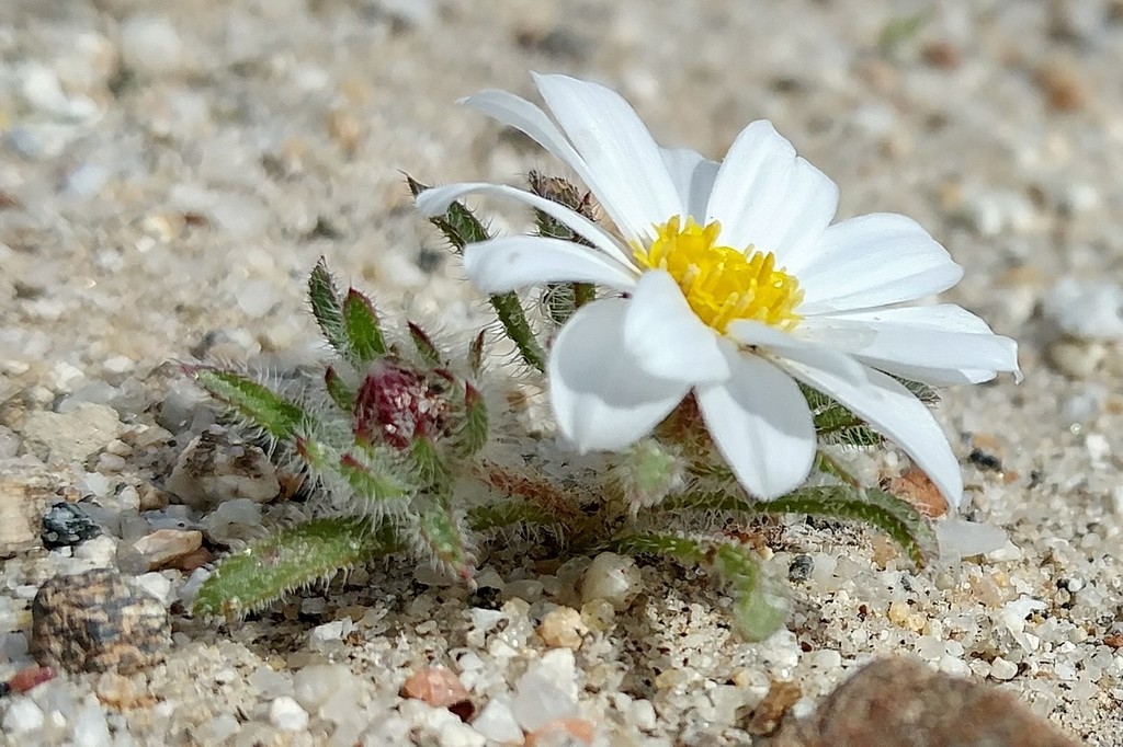 Monoptilon sp. (Desert star), native California annual