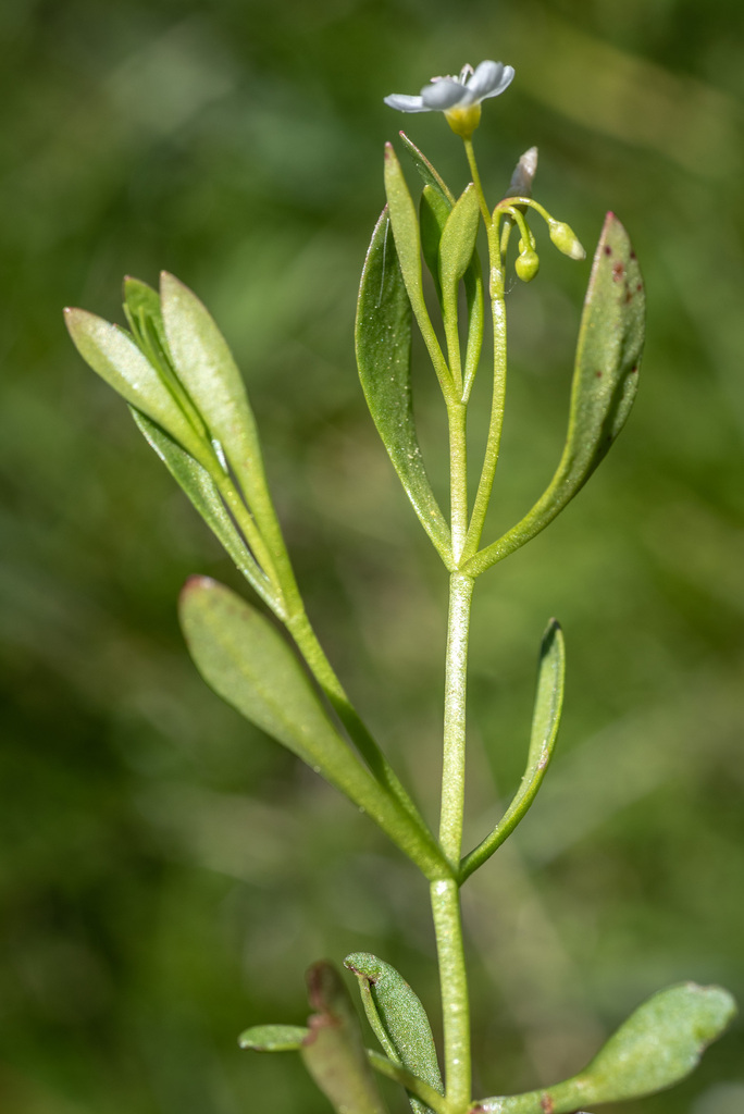 Montia chamissoi (Toad lily), native California herb