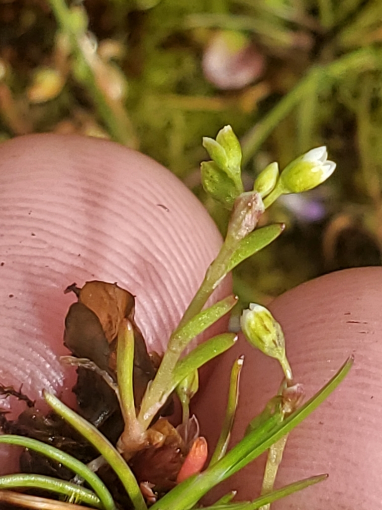 Montia dichotoma (Dwarf miner's lettuce), native California herb