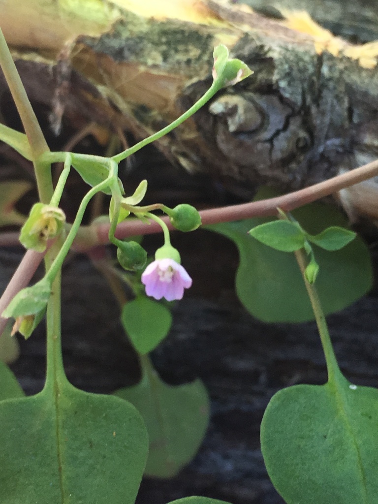 Montia diffusa (Diffuse miner's lettuce), native California herb