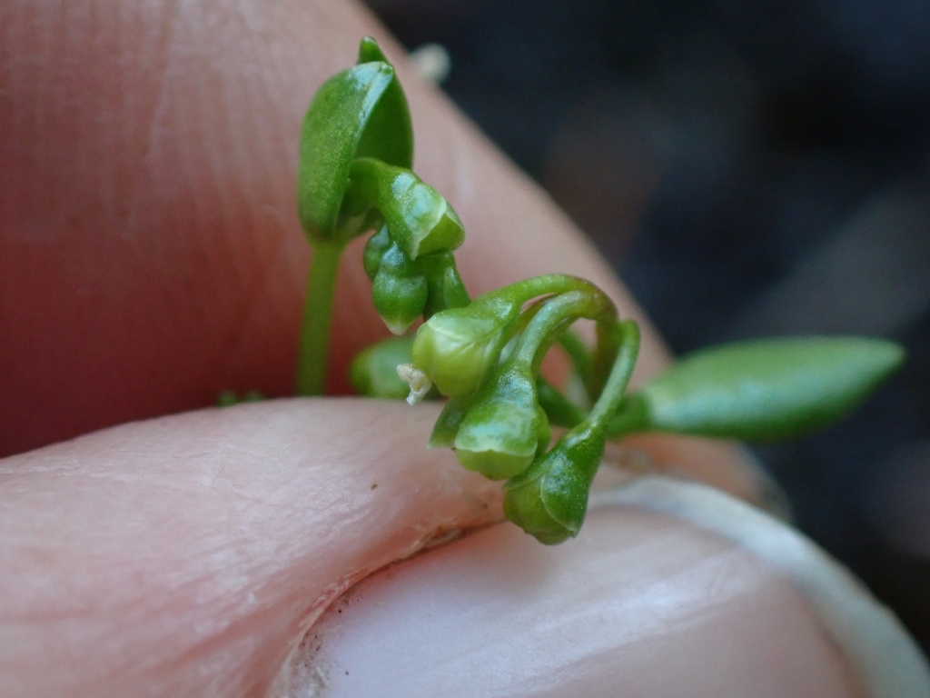 Montia fontana (Water chickweed), native California herb